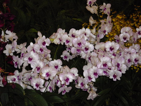 orchid3