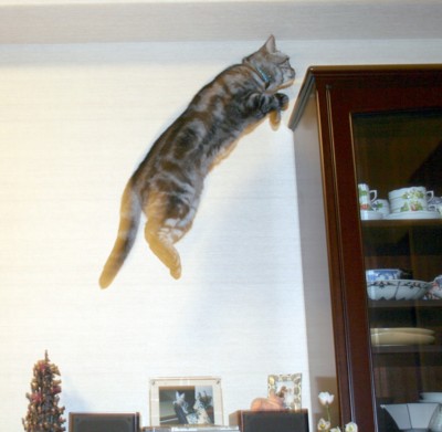 飛ぶ猫3.jpg
