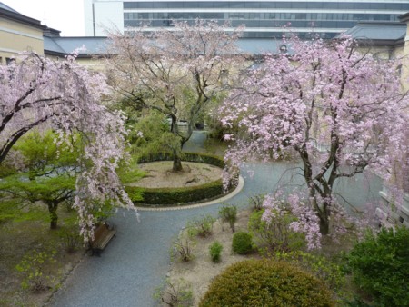 京都府庁の桜.jpg