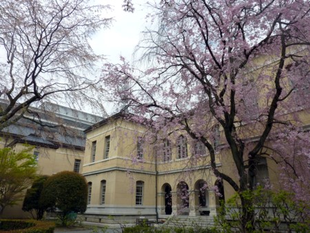 京都府庁の桜2.jpg