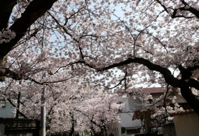 弓弦の桜.jpg