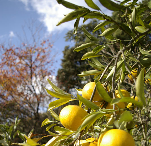 青空みかん