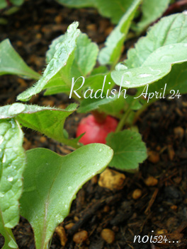 radish4242.jpg