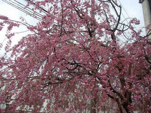 桜.JPG