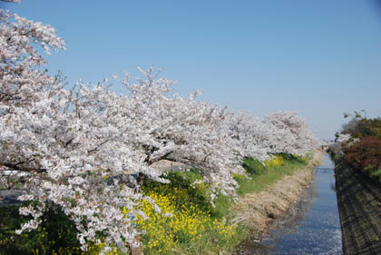 備前堀の桜