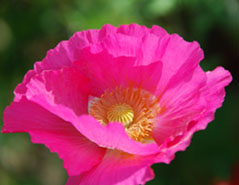 鴻巣ポピー・ハッピースクエア　３