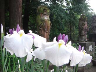 茂林寺のショウブ・３