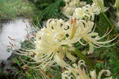 別府沼公園のヒガンバナ080918・４