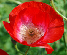 鴻巣ポピー・ハッピースクエア　４