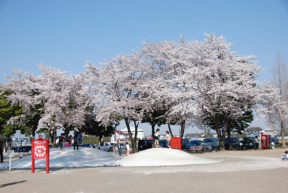 妻沼運動公園の桜