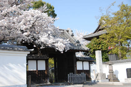 能護寺の桜・１