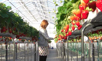 Berry's farm HASEGAWA・４