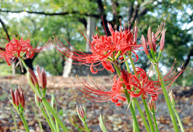 万平公園のヒガンバナ・１