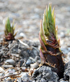 見栄子実家タケノコ