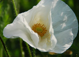 鴻巣ポピー・ハッピースクエア　５