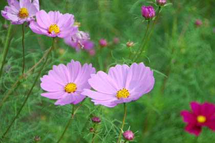 おかべコスモス祭2011・１３