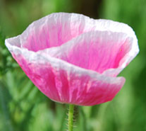 鴻巣ポピー・ハッピースクエア　６