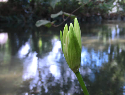 白彼岸花の芽・２