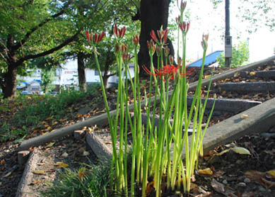万平公園のヒガンバナ・２