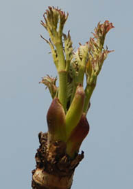 見栄子実家タラノメ