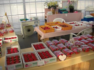 Berry's farm HASEGAWA・５