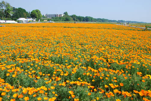 鴻巣ポピー・ハッピースクエア　７