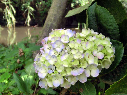 ９月６日のあじさい