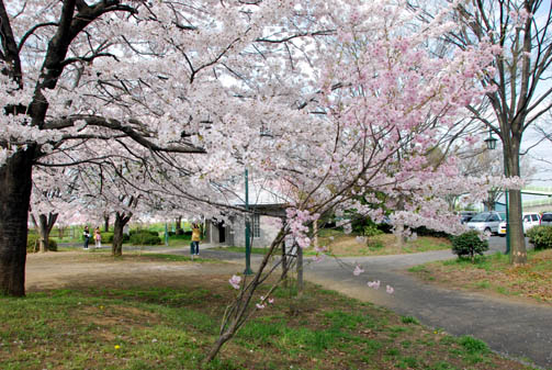 別府沼公園の桜2010・１