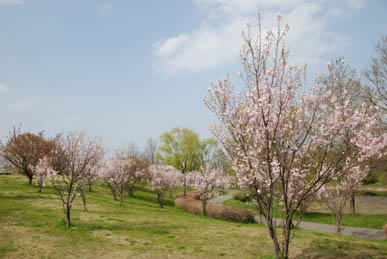 別府沼公園の桜2010・２.JPG