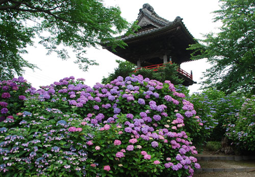 能護寺2010.6.21・１