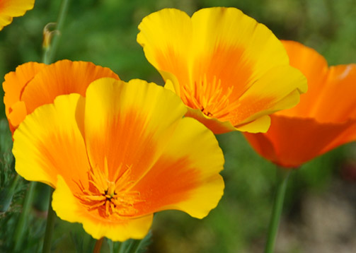 鴻巣ポピー・ハッピースクエア　８