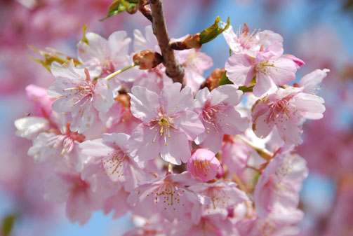 荻野吟子記念館・３