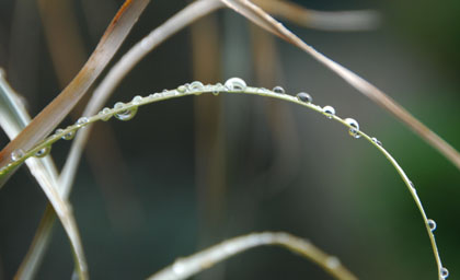 赤城神社胎内くぐり2011・４