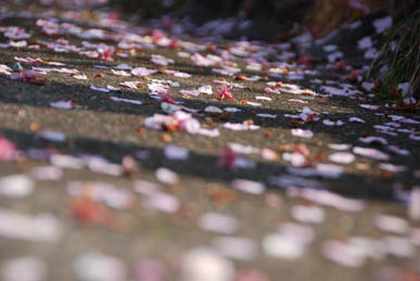 荻野吟子記念館・４