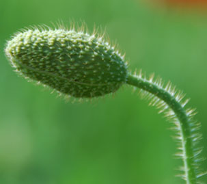 鴻巣ポピー・ハッピースクエア　９