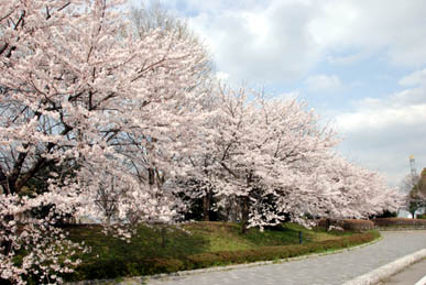 別府沼公園の桜2010・３