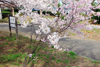 別府沼公園の桜2010・４