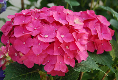 能護寺2010.6.21・３