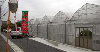 いちごファームKUMAGAYA・２