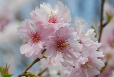 別府沼公園の桜2010・５