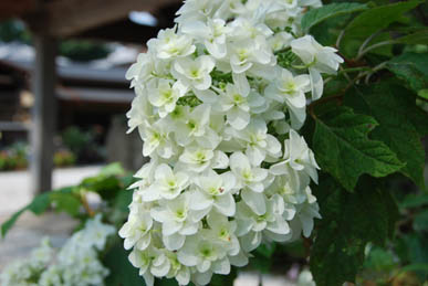 能護寺2010.6.21・４