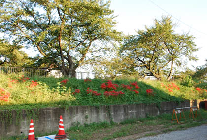 唐沢川の彼岸花・２