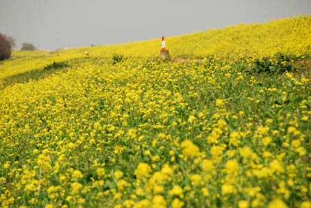 葛和田 菜の花・２