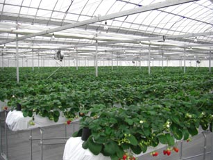 いちごファームKUMAGAYA・３