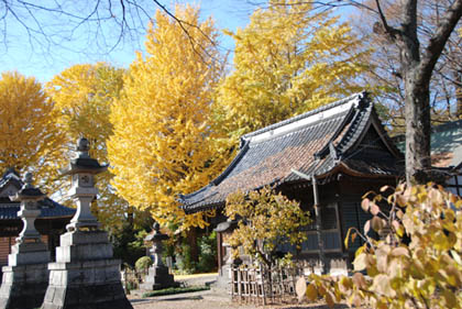 佐間天神社のイチョウ・４