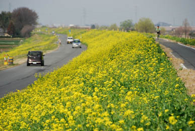 葛和田 菜の花・３