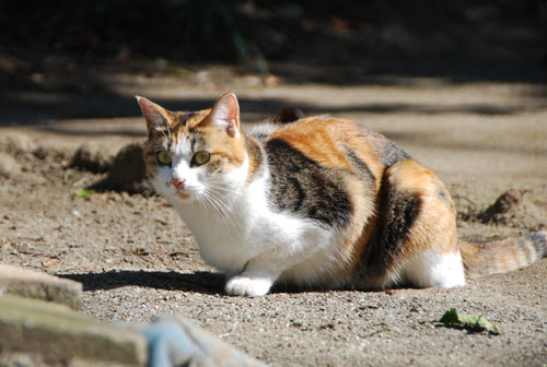 仙波東照宮・５