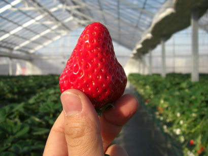 Berry's farm HASEGAWA・１２