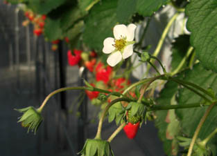 Berry's farm HASEGAWA・１３