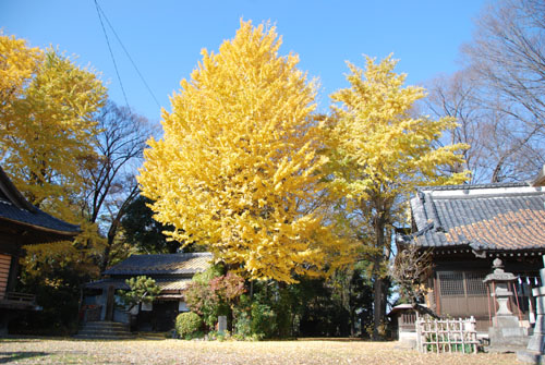 佐間天神社のイチョウ・５